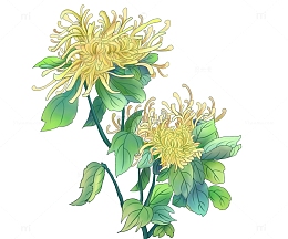 手绘黄色菊花植物素材