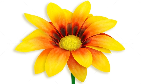 卡通清新的小黄花