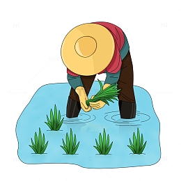 在稻田中插秧劳作的农民