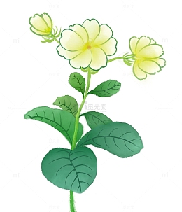 绿色茉莉花水彩清新植物花草插画