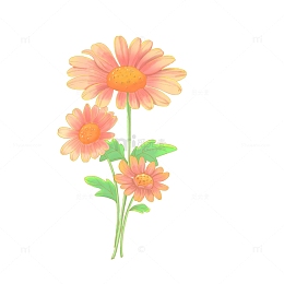 雏菊花卉非洲菊花朵 植物