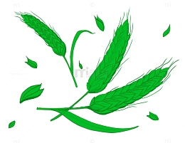 绿色的大麦子
