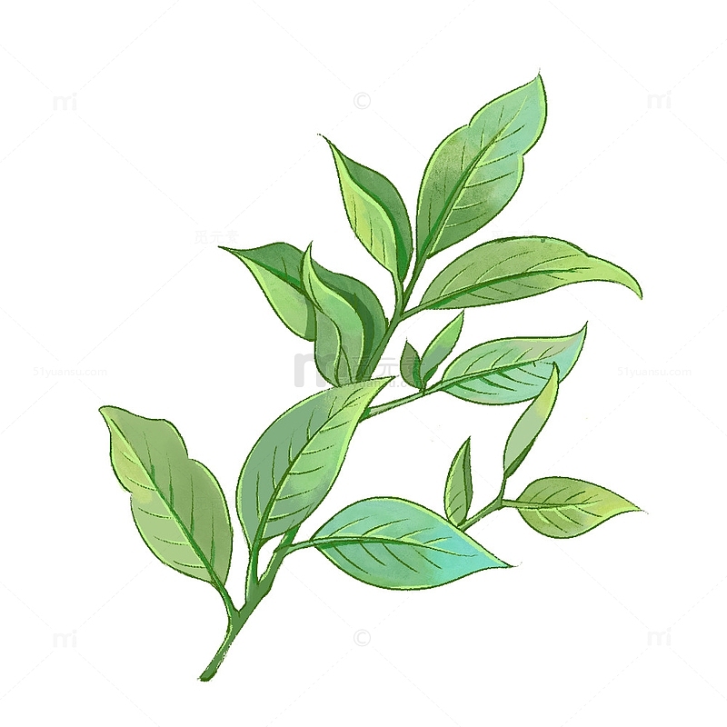 水彩中国风复古春茶茶叶植物花卉插画