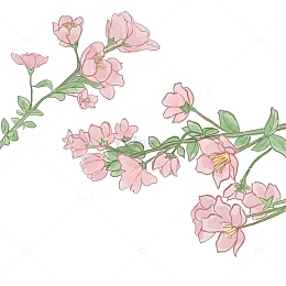 春天 花开 垂丝海棠