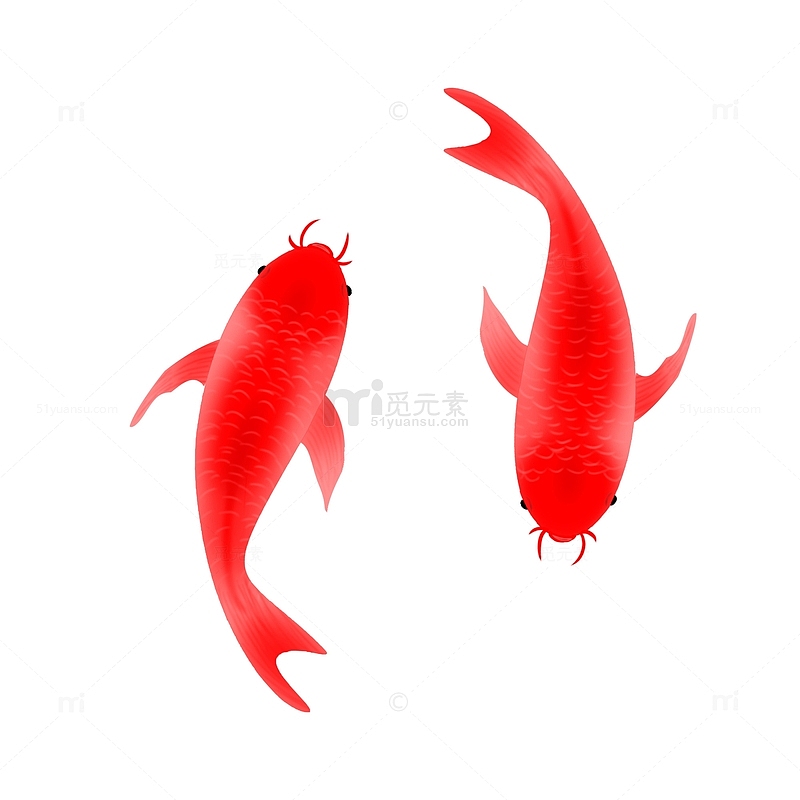 手绘红色小鲤鱼