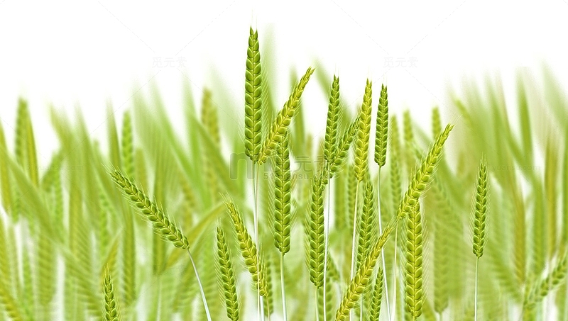 小麦麦穗收获丰收田地耕种