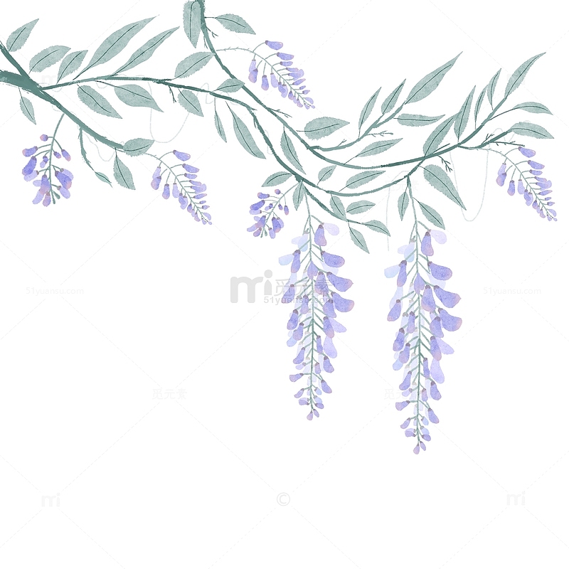 古风水墨水彩花朵中式紫藤萝写意紫色花卉