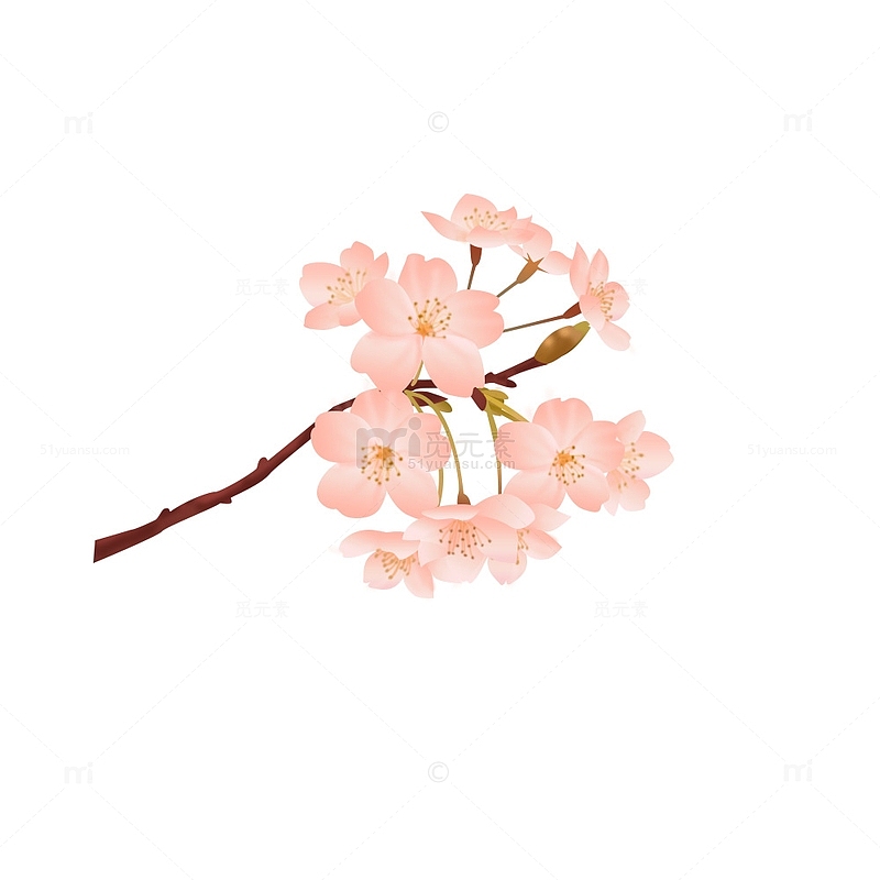 春天樱花植物插画