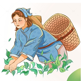 劳动节谷雨春茶采茶茶叶农民劳动插画