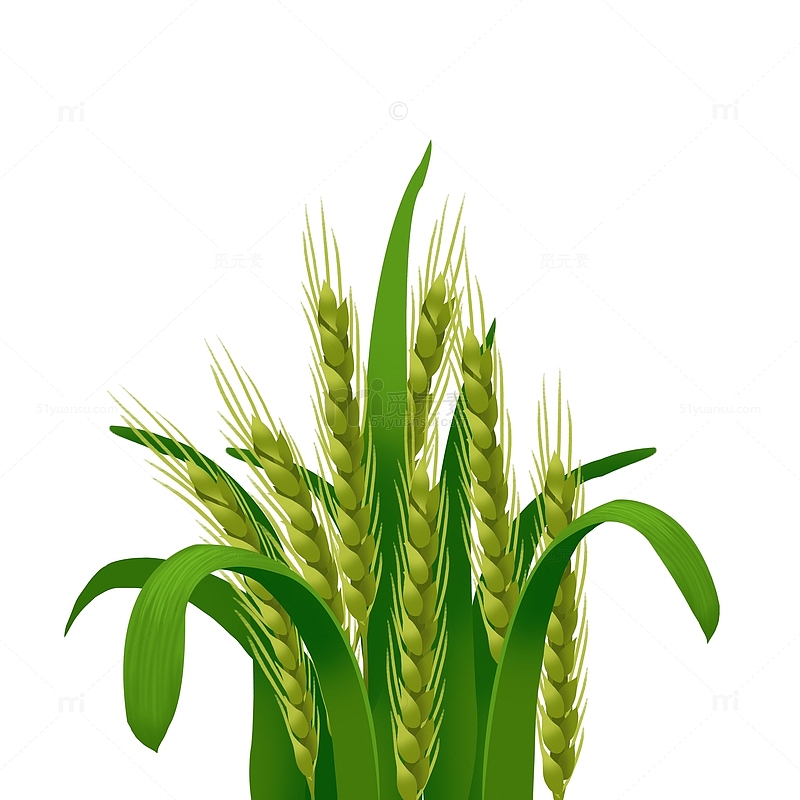 绿色谷雨小麦麦粒