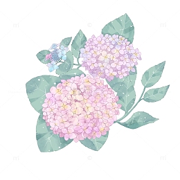 水彩风小清新唯美浪漫绣球花紫阳花插图