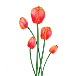 手绘郁金香免扣花朵元素红色