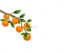 丰收的橘子挂满枝头