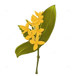 花 花卉 龙船花