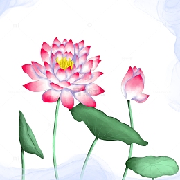 手绘国风彩色粉色荷花插画