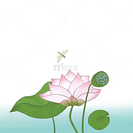 手绘荷花   荷叶 莲蓬  蜻蜓 元素图