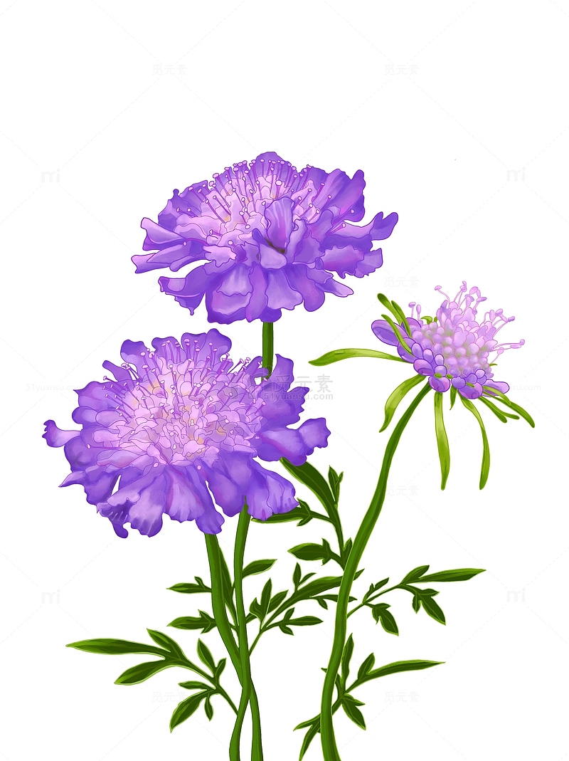 植物花卉蓝盆花手绘元素