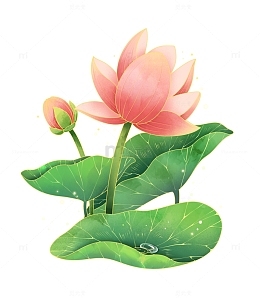 立夏夏至荷花荷叶手绘元素
