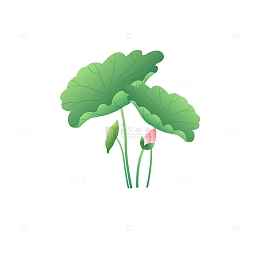 立夏荷花尖尖角
