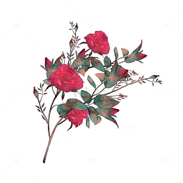 手绘红色浪漫玫瑰花植物插画