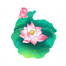 手绘夏至莲花插画