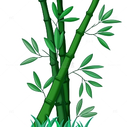 花中君子生长中的竹子