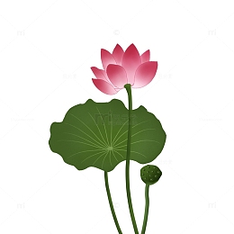 夏季立夏盛开荷花元素