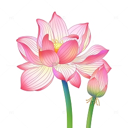 手绘红色荷花夏天立夏莲花花朵植物插画