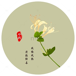 手绘中药金银花