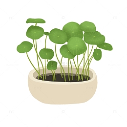 手绘铜钱草盆栽