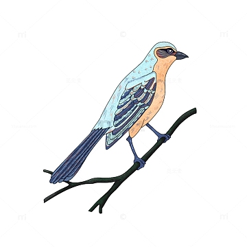 手绘小鸟插画 国风插画