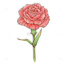 手绘康乃馨母亲节感恩节元素