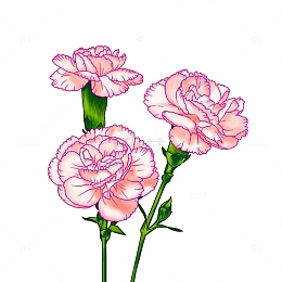 手绘康乃馨母亲节感恩节元素