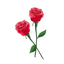 520红玫瑰单枝玫瑰花