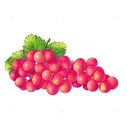 手绘红提夏季水果绿叶葡萄食品元素插画海报