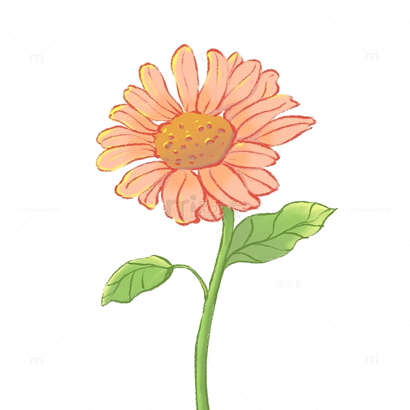 雏菊 菊花 手绘 花卉 植物 向日葵