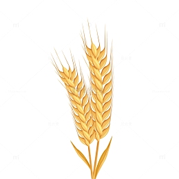 金黄色矢量小满小麦元素