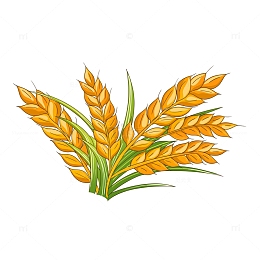 小满节气麦穗小麦