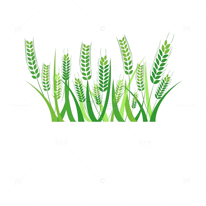 二十四节气小满麦穗稻穗麦子农田农忙植物