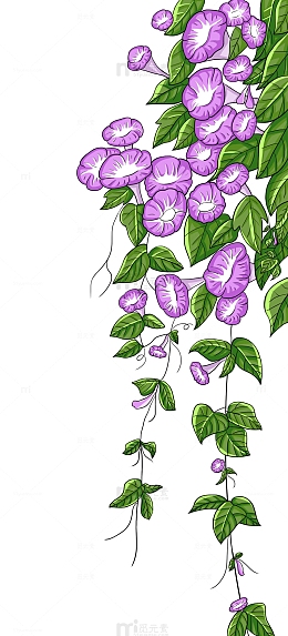 夏天手绘牵牛花喇叭花