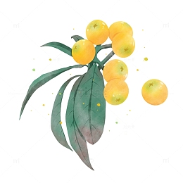 清新水果系列水彩枇杷