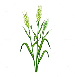 小满节气绿色麦子插画元素