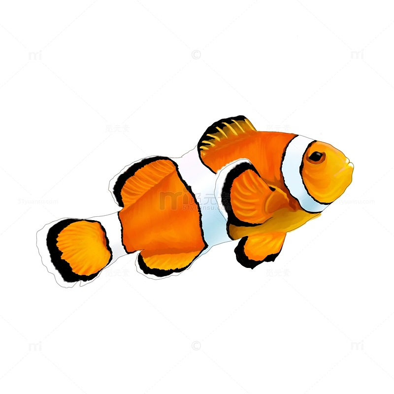 大自然 动物 橘红色  观赏鱼 小丑鱼