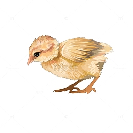 可爱手绘动物小鸡鸡仔