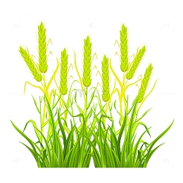 小满节气绿色麦子矢量插画元素