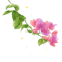 手绘水彩风花朵三角梅浪漫花束