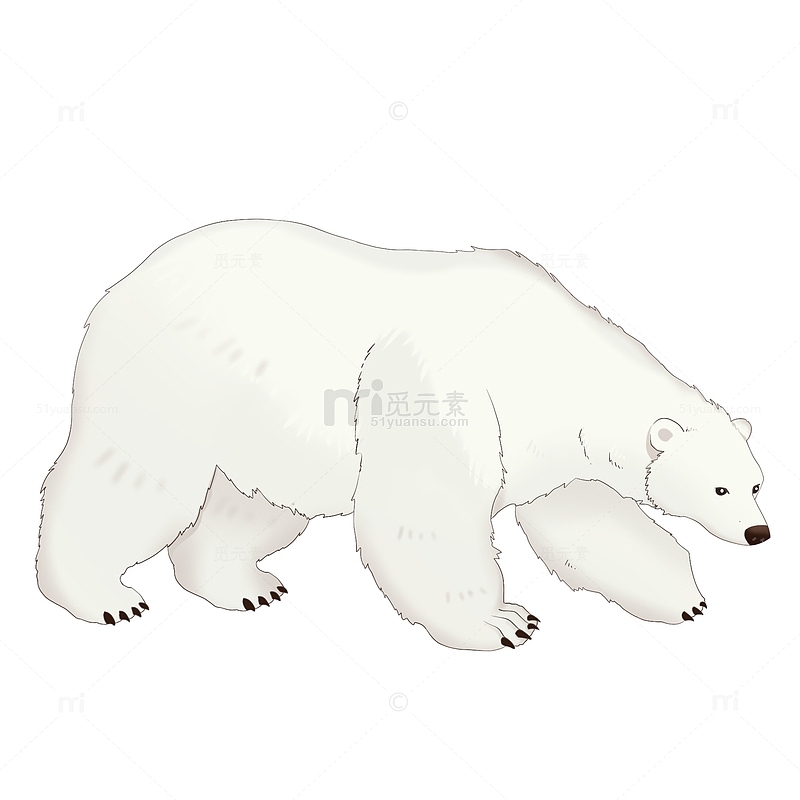 卡通手绘写实风北极熊动物免抠元素