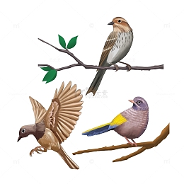 动物站在枝头的小鸟飞翔的鸟儿