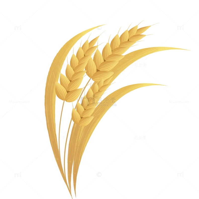 金黄色麦子小麦麦穗元素