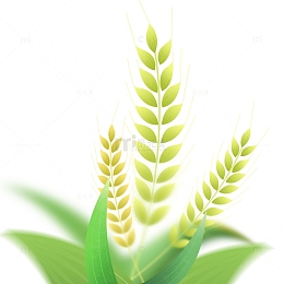 手绘插画芒种麦子元素